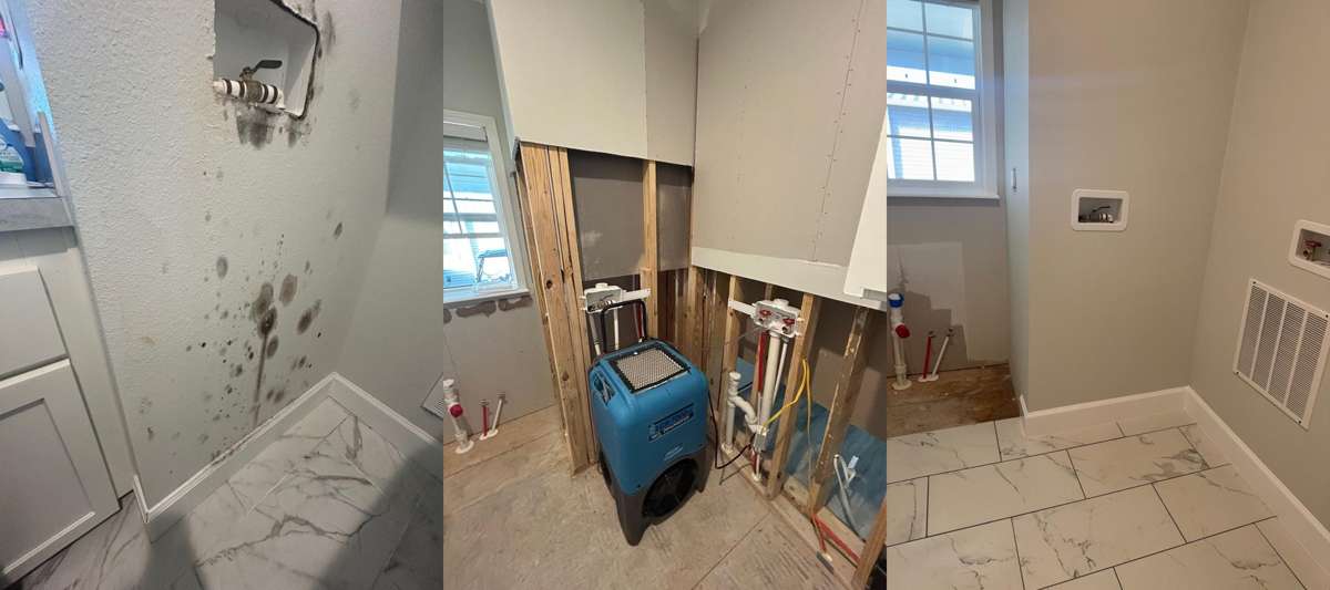 Mold remediation service image